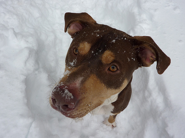 Parker the snow dog.  LISA VOTINO-TARRANT
