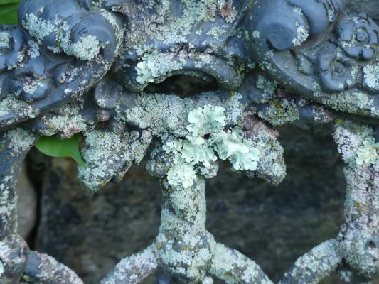 These lichens are growing on the back of a wrought iron bench. This several-square-inch section shows the variability of the lichen structure as it colonizes. ANDREW MESSINGER