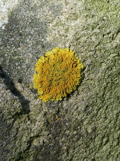 Lichens occur in various color hues like this yellow/green area about 5 inches across growing on the back of a stone bench. ANDREW MESSINGER