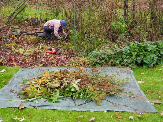 Once a hard frost or freeze has resulted in plant deterioration the garden is generally cut down and cleaned out. The organic material removed can then be composted or put in a part of the property away from the garden. This is an important part of garden sanitation.  ANDREW MESSINGER