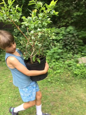 Finny, 9, helps carry native plants to be planted in his family's new garden funded through the Friendly Yard Program with Peconic Estuary. COURTESY MARE DIANORA