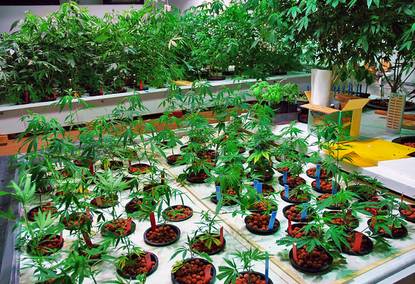Marijuana plants in a grow house.<br>Photo by Kikim Media, courtesy PBS