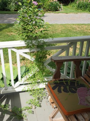Within weeks the biennial vine had stretched her legs over the porch and began to entwine the Hampton Gardener’s favorite garden viewing chair. ANDREW MESSINGER
