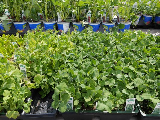 Being legumes, peas don’t really like being transplanted, but some garden centers offer cell packs of ready-to-plant garden peas in early to mid-April. ANDREW MESSINGER