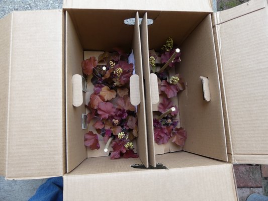 Several Heuchera plants from Romence Gardens arrived in a tall box with the plants securely installed so they couldn’t rattle loose. Stakes in each pot prevented any potential crushing damage. ANDREW MESSINGER