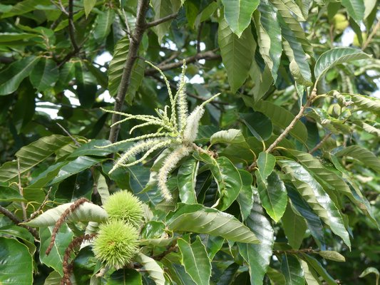 This horse chestnut has these long and fragrant white flowers in early summer, but it has also been flowering in September. At first it was just a few flowers, but this year about a third of the tree rebloomed. ANDREW MESSINGER