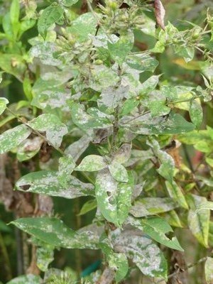 Not cleaning out this year's diseases, like the powdery mildew on garden phlox (Phlox p.) you virtually guarantee its return next year. ANDREW MESSINGER