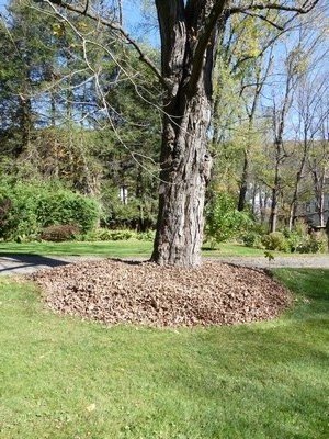 Don’t move your leaves all over the place. They can be “banked” or “parked” at the base of a tree. A good mix of maple with other leaves should stay in place for as long as six weeks. The leaves can be used for garden winter mulch or shredded and added to the compost pile. ANDREW MESSINGER