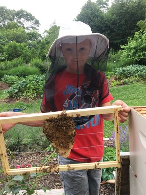 Colin Heaney holds a frame the bees have just started building comb on. LISA DAFFY