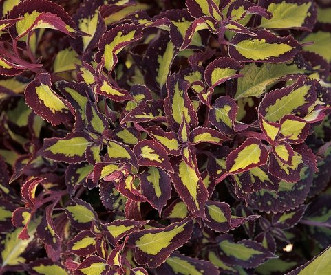 The Saturn variety of coleus grows to 20 inches tall and 2 feet wide. The golden lime leaves are edged in burgundy with margins that repeat the lime green of the interior. ANDREW MESSINGER