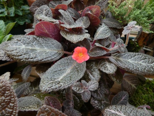 Episcias, also known as the Flame violets, can have both striking flowers and foliage. They prefer it on the humid side but resent wet folage. They have a wide range of flower colors, but one of the most striking varieties is Chocolate Soldier (not shown). ANDREW MESSINGER