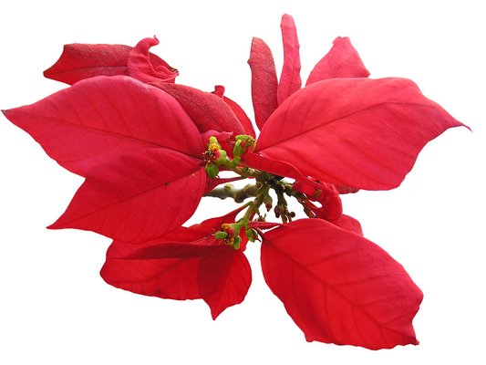 Contrary to popular belief, poinsettias aren't all that toxic to pets unless massive quanities are consumed. No credit