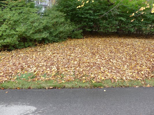 Yes, the driveway is cleared of leaves but the leaves were allowed to remain on the grass to the side. The leaves got wet, froze and as a result the lawn underneath may be damaged if the leaves aren’t quickly removed (and of course, composted). ANDREW MESSINGER