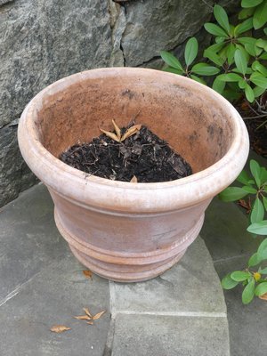 This expensive terra cotta pot still has wet soil in it preventing drainage and if not removed before a hard freeze the soil can be the catalyst that allows the moisture in it to freeze, expand and crack the pot. ANDREW MESSINGER
