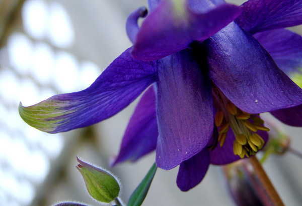 Columbine