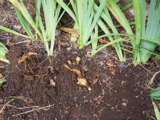 Using a garden fork, the soil is loosened up and the fork pushed almost horizontally a few inches down to free the rhizomes and roots. Some rhizomes will break but most won’t as they come out in one to five fan divisions. ANDREW MESSINGER