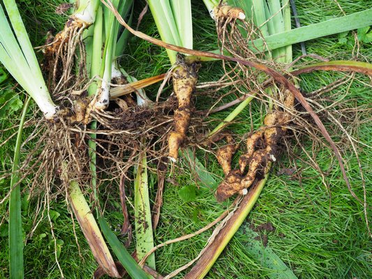 A group of single and double fan divisions with roots attached. Don’t remove the roots but shake free all the soil and cut off any rotted or soft portions of the rhizomes (thick fleshy parts).  ANDREW MESSINGER