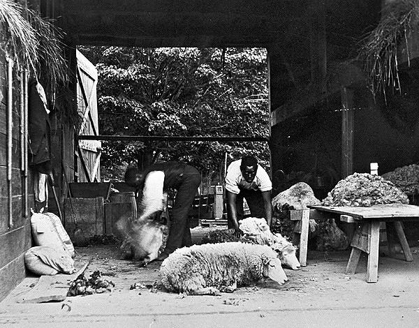 The shearing of the sheep at the Old Place in Old Westbury. RACHAEL HICKS, NASSAU COUNTY HISTORICAL COLLECTION