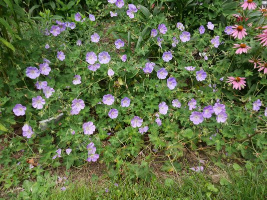 Geranium Azure Rush is a close relative of Rozanne but a more prolific flowerer and better behaved in habit. ANDREW MESSINGER