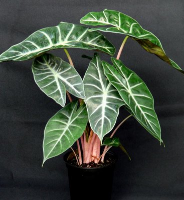 Alocasia leaves are held horizontally with the tips of the leaves being pointed. They tend to prefer part shade and a very well drained soil. No credit