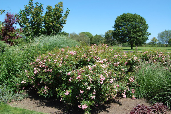 Bridgehampton estate garden.  Dawn Watson