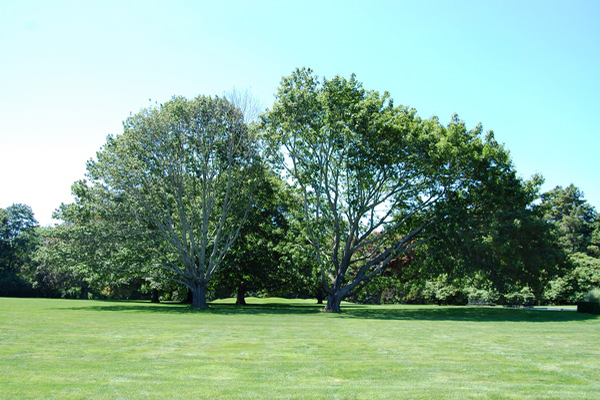 Bridgehampton estate garden.  Dawn Watson