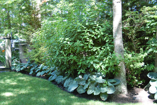 Sagaponack garden.   Dawn Watson