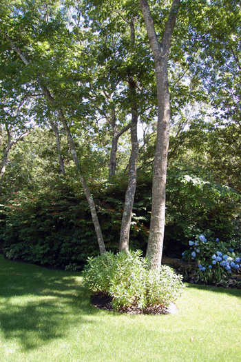 Sagaponack garden.   Dawn Watson