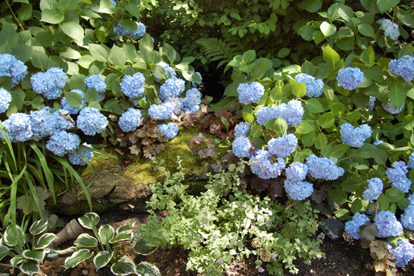 Sagaponack garden.   Dawn Watson