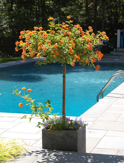 Sagaponack garden.   Dawn Watson