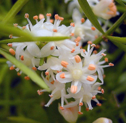 An asparagus fern flower.
