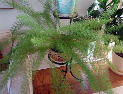 This  plant has been in the same pot for 10 years and gets watered from 'time to time' according to its owner.  ANDREW MESSINGER