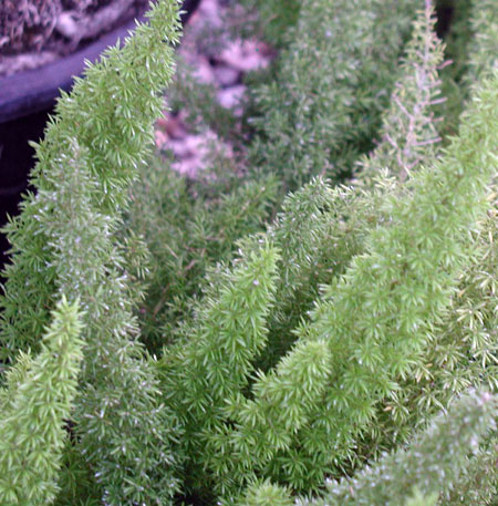 Asparagus meyerii or Myers asparagus, also known as the foxtail asparagus.