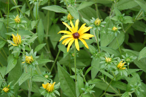Southampton Village garden.  Dawn Watson