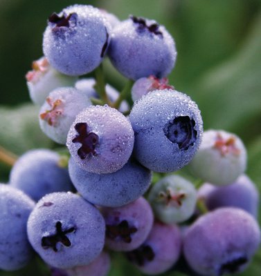 Blueberry "Blueray " is a mid-season crop with large berries on plants that can get as tall as 8 feet. The dark green foliage turns red in the fall and this plant's reddish stems have better winter color than most of the others.  COURTESY W. ATLEE BURPEE