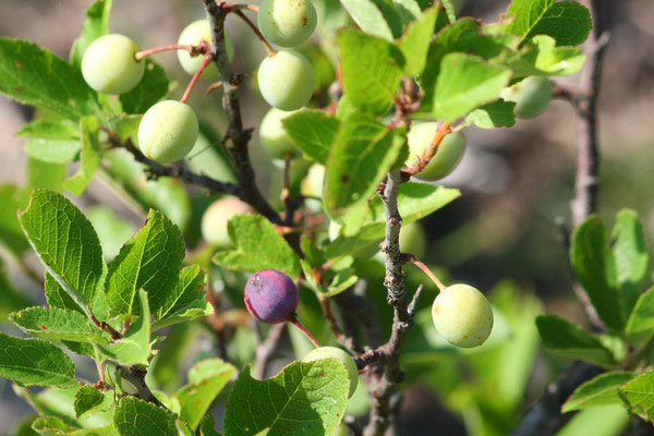 Beach plum