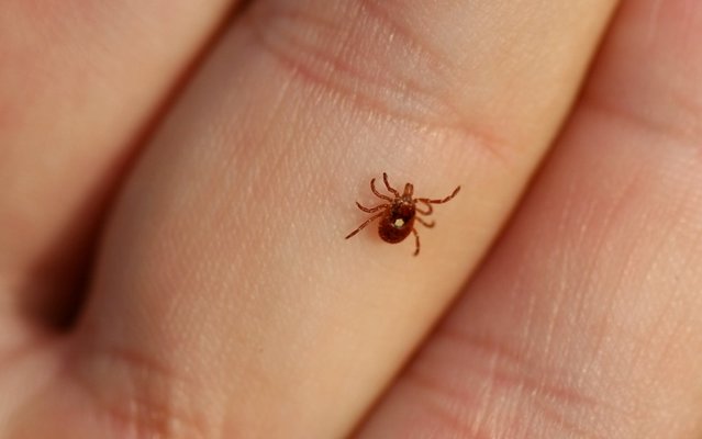 A female lone star tick can be recognized by the white dot on its back. BILL HUBICK By BILL HUBICK