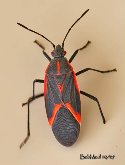 Boxelder bug