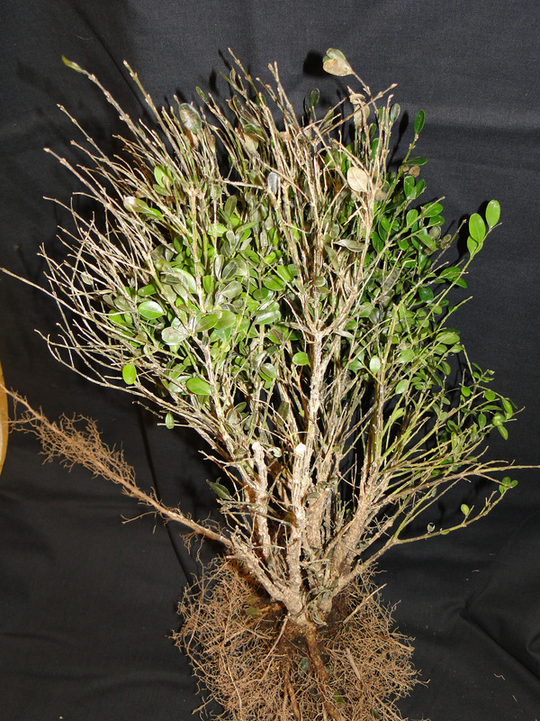 Boxwood blight can decimate a plant.   COURTESY THE CONNECTICUT AGRICULTURAL EXPERIMENT STATION