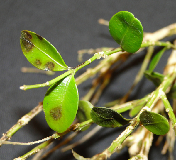 Boxwood blight starts out visibly as spots on leaves. COURTESY THE CONNECTICUT AGRICULTURAL EXPERIMENT STATION