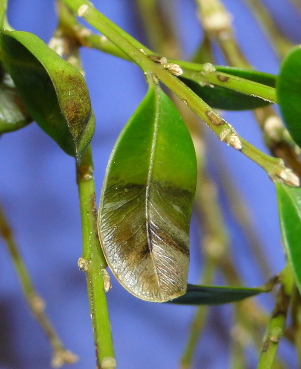 Leaf drop is a common problem with boxwood blight.  COURTESY THE CONNECTICUT AGRICULTURAL EXPERIMENT STATION