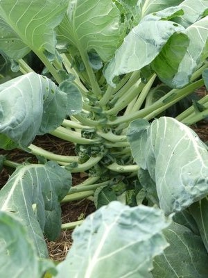 At this time of the year, most Brussels sprouts are pea to marble sized. This crop generally matures later in the season and well into the fall as the sprouts mature to about golf ball size. ANDREW MESSINGER