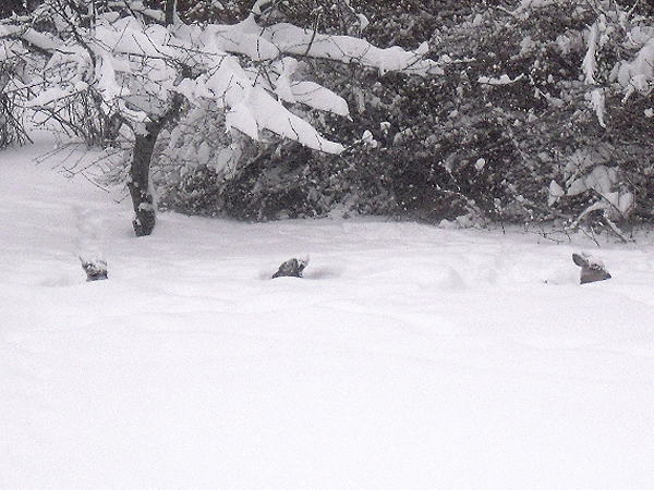 Sleeping deer wake to find themselves almost buried in snow in Bridgehampton. CEAL HAVEMEYER