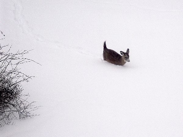 Sleeping deer wake to find themselves almost buried in snow in Bridgehampton. CEAL HAVEMEYER
