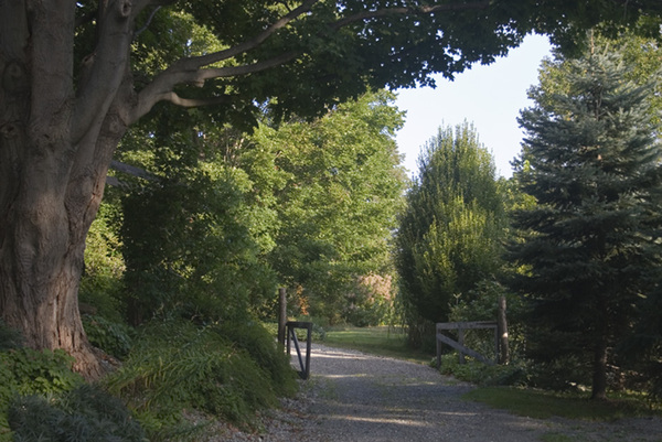 The entrance to the Brine Garden in Pawling, New York. River birches planted at different times create the appearance of a natural grove with different-sized trees.