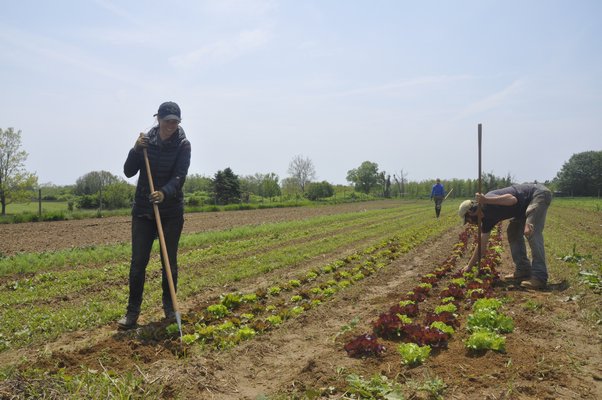 Working on Quail Hill Farms in Amagansett. MICHELLE TRAURING