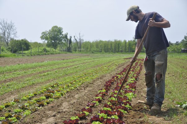 Working on Quail Hill Farms in Amagansett. MICHELLE TRAURING