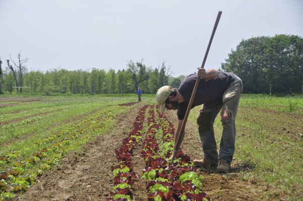 Working on Quail Hill Farms in Amagansett. MICHELLE TRAURING