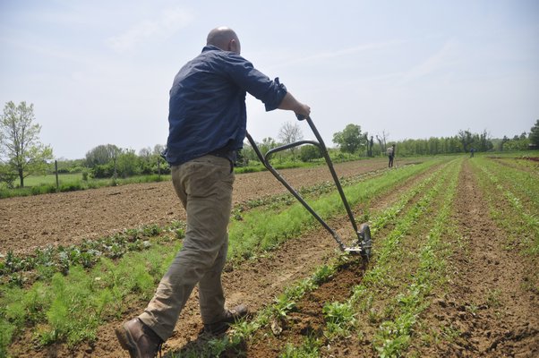 Working on Quail Hill Farms in Amagansett. MICHELLE TRAURING