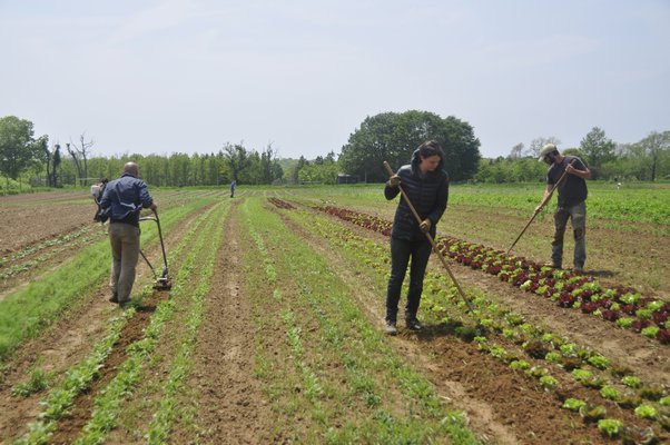 Working on Quail Hill Farms in Amagansett. MICHELLE TRAURING